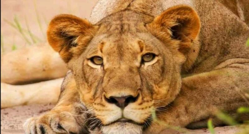 Schotia Safaris: Best Wildlife Encounters in Port Elizabeth - Key Points