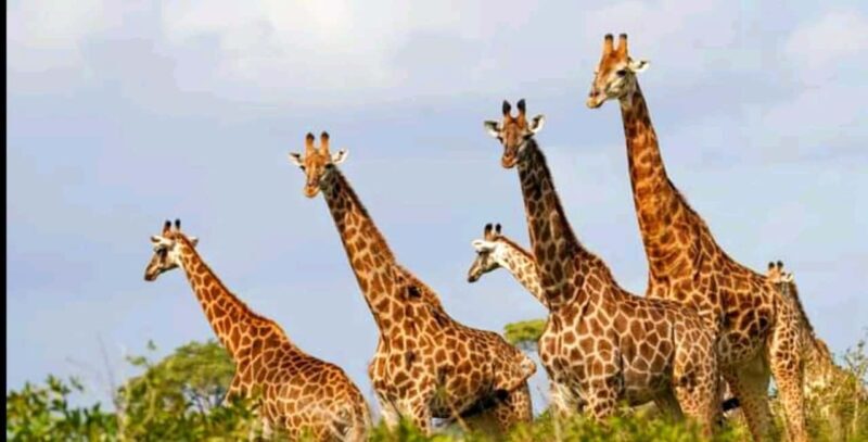 Schotia Safaris: Best Wildlife Encounters in Port Elizabeth - The Itinerary: What to Expect on Your Safari