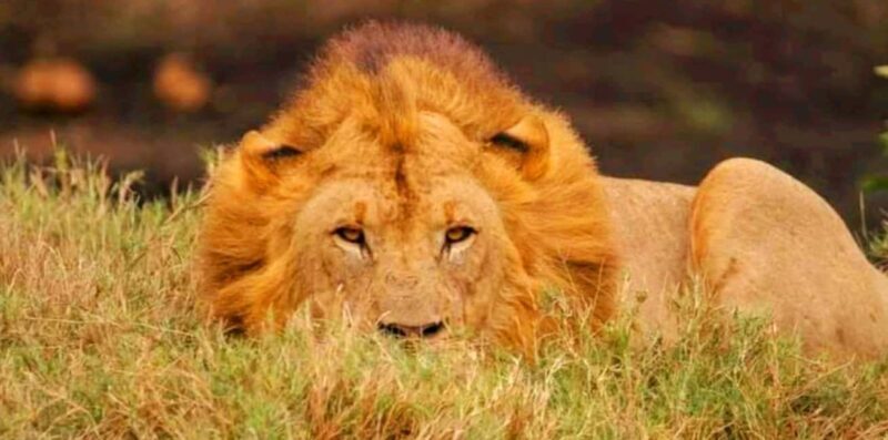 Schotia Safaris: Best Wildlife Encounters in Port Elizabeth - Who Will Love This Experience?