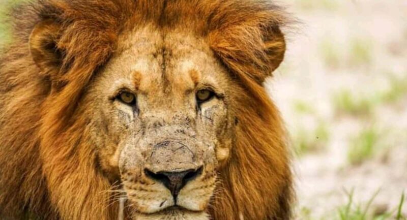 Schotia Safaris: Best Wildlife Encounters in Port Elizabeth - FAQ