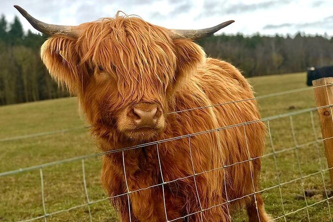 scone-palace-nature-pitlochry-whisky-experience-from-edinburgh
