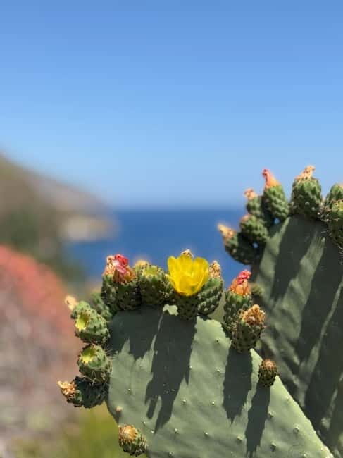 Scopello & Zingaro Secret Coves Tour  Traveler Favorite - Practical Tips for Travelers