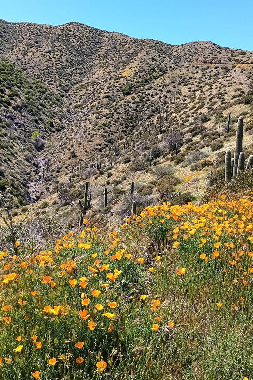 scottsdale-sonoran-desert-to-mountaintop-jeep-tour