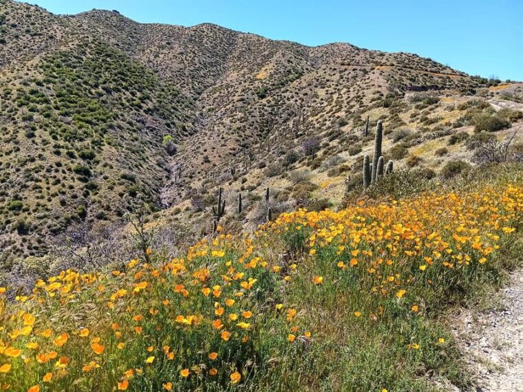 scottsdale-sonoran-desert-to-mountaintop-jeep-tour
