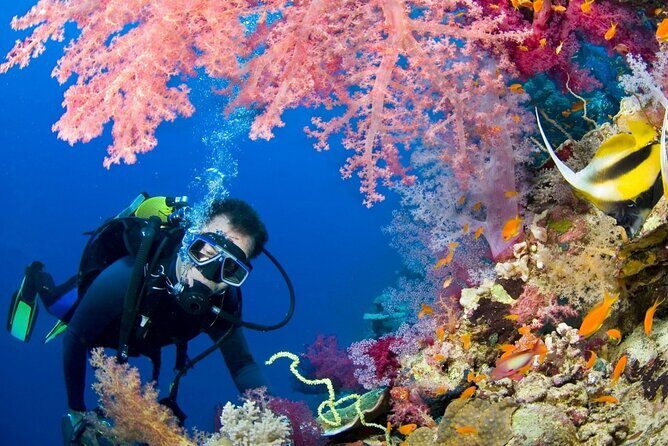 Scuba Beginner Diving and Snorkeling with Lunch From Hurghada - Authentic Insights from Past Participants