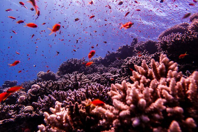 Scuba Dive and Explore Aqaba's Red Sea with a Private Guide - Final Thoughts: Is This Tour Right for You?