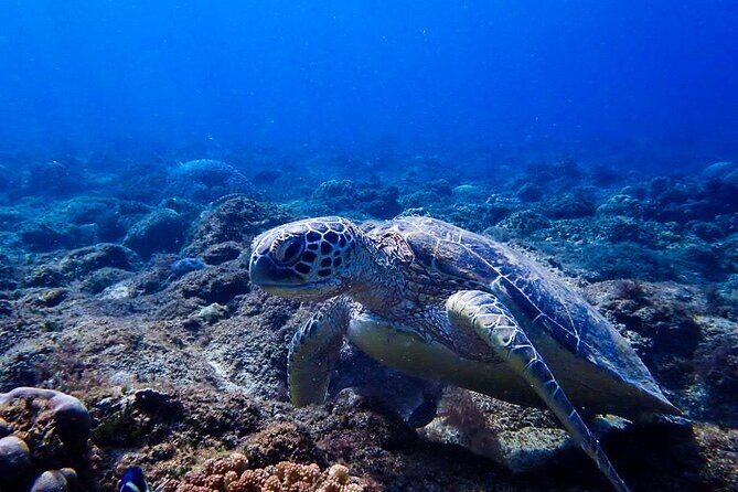 Scuba Dive and Explore Aqaba's Red Sea with a Private Guide - FAQ