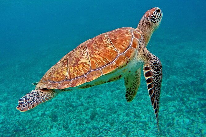 scuba-dive-and-snorkel-private-charter-in-puerto-rico