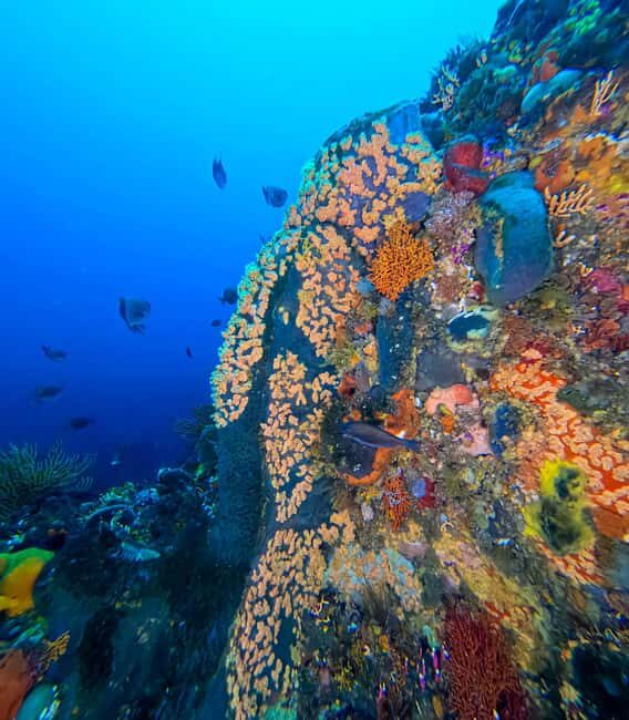 Scuba Dive in Cape Town: 2 Dives for certified divers - Key Points