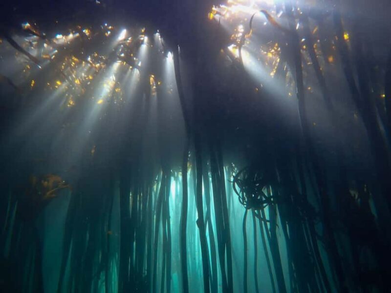 Scuba Dive in Cape Town: 2 Dives for certified divers - What You Can Expect from the Tour