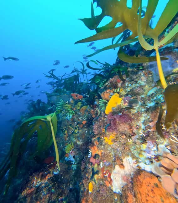 Scuba Dive in Cape Town: 2 Dives for certified divers - Authentic Insights from Reviewers
