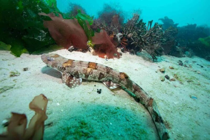 Scuba Dive in Cape Town: 2 Dives for certified divers - Why This Tour Offers Great Value