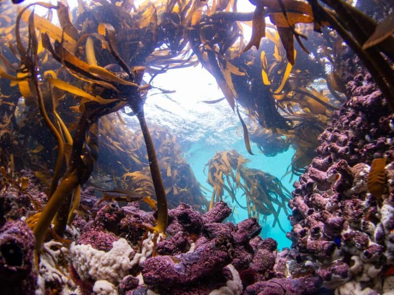 Scuba Dive in Cape Town: 2 Dives for certified divers - Who Will Love This Experience?