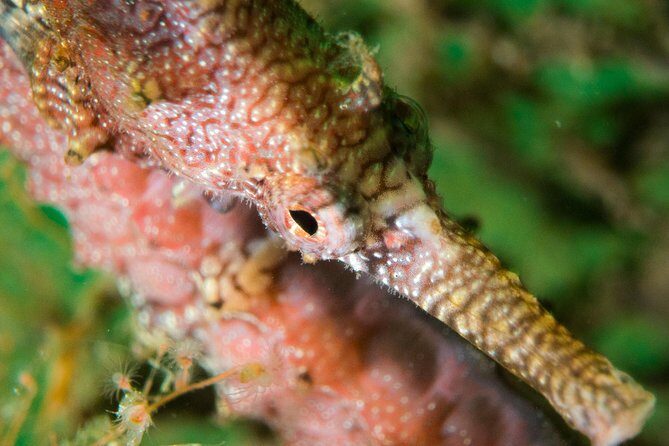 Scuba Dive The Beautiful Rottnest Island for Certified divers - Why This Tour Offers Great Value