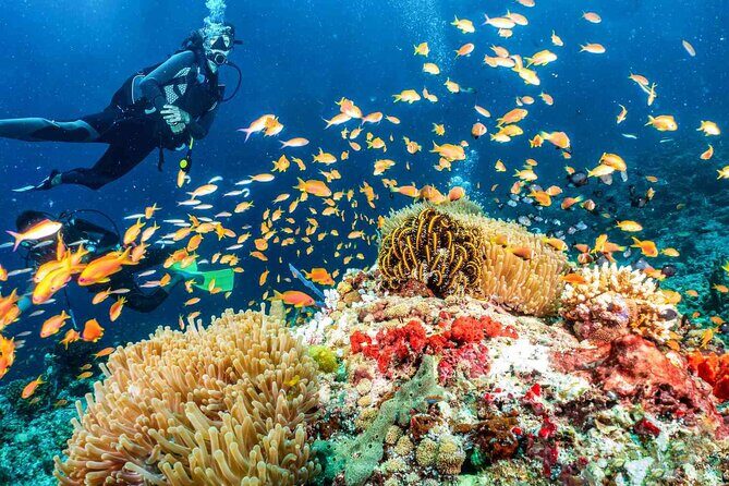 Scuba dive with sharing transfers - What to Expect from Your Dubai Underwater Adventure