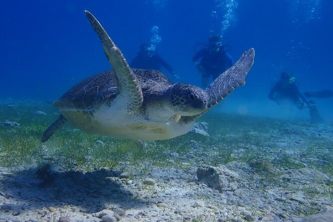 Scuba Diving Activity in Pernera - FAQ - Your Questions Answered