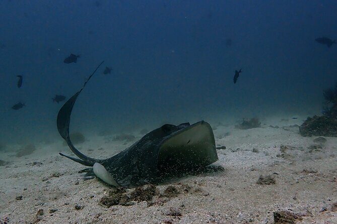 Scuba Diving Adventure in Musandam, Oman - Key Points
