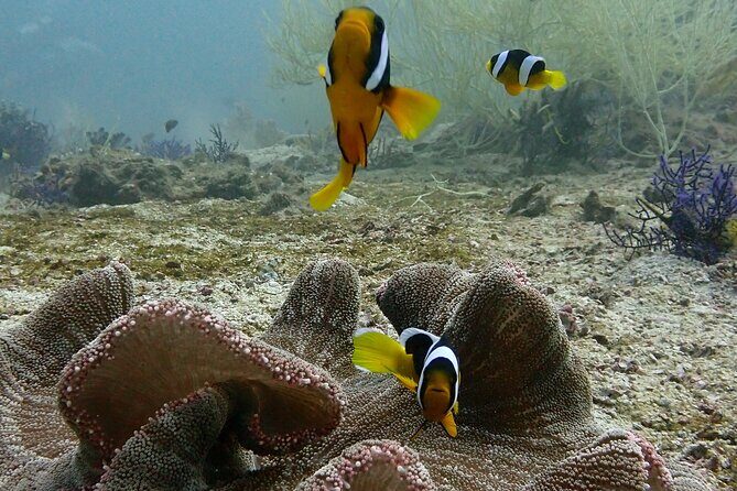 Scuba Diving Adventure in Musandam, Oman - Introduction: A Dive into the Unknown