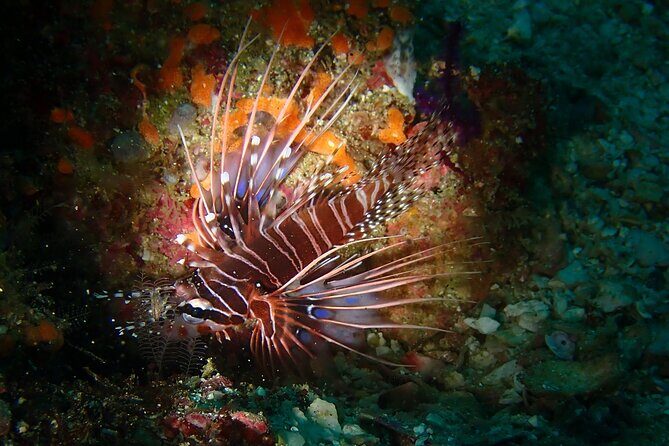 Scuba Diving Adventure in Musandam, Oman - Who This Tour Is Perfect For