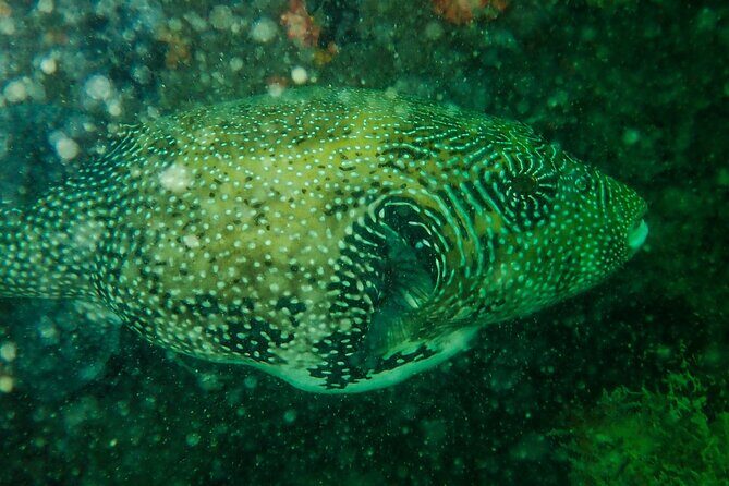 Scuba Diving Adventures in Singapore's Local Waters - The Sum Up