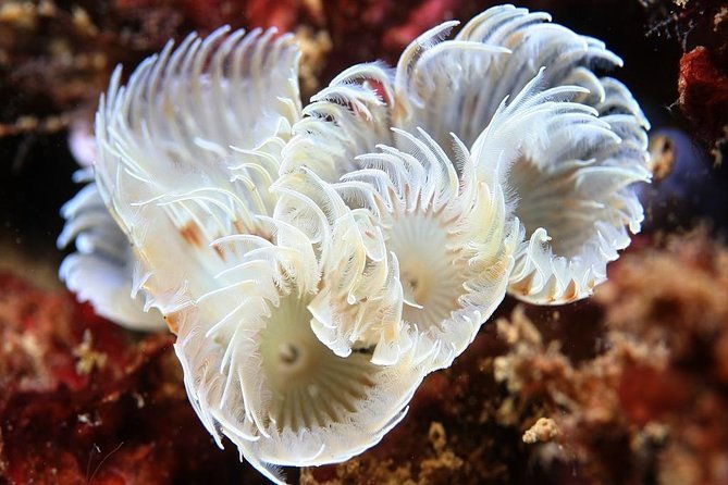 scuba-diving-albufeira-double-dive-trip