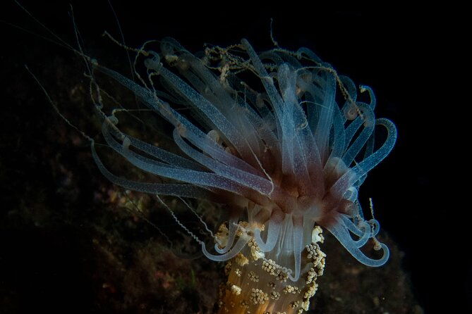 scuba-diving-albufeira-double-dive-trip