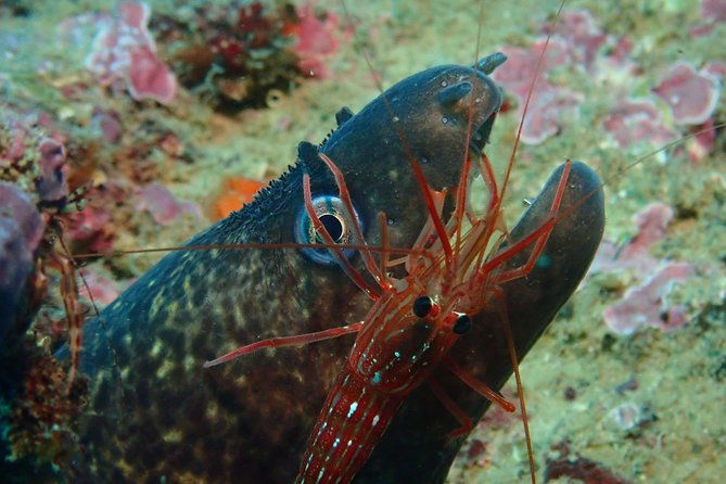 scuba-diving-albufeira-double-dive-trip