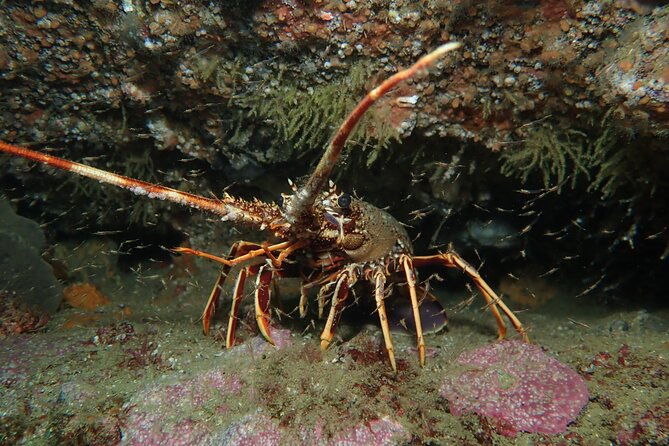 scuba-diving-albufeira-double-dive-trip