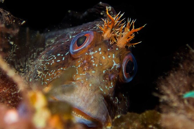scuba-diving-albufeira-double-dive-trip