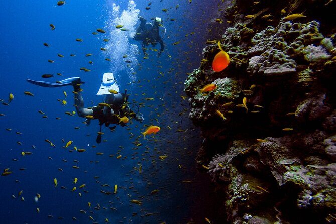 Scuba Diving at Jumeirah Dubai with Private Transfers - The Sum Up