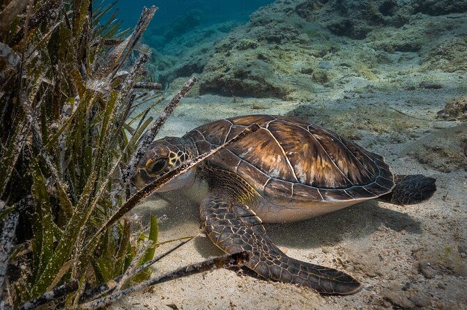 scuba-diving-at-turtle-bay-with-underwater-pictures-included