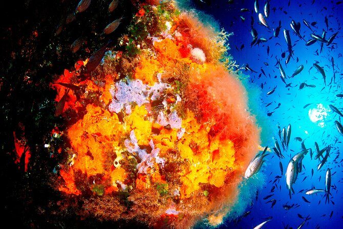 Scuba Diving Baptism and Snorkeling in Ibiza - The Whole Experience: What to Expect from Start to Finish