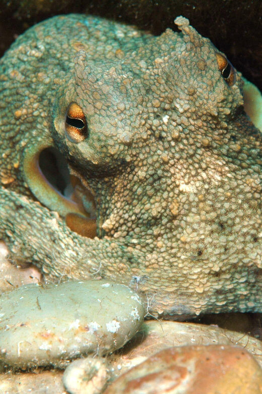 Scuba Diving Beginners/Experts Pefkos Lindos Rhodes Greece - Final Thoughts: Who Will Love This Experience?