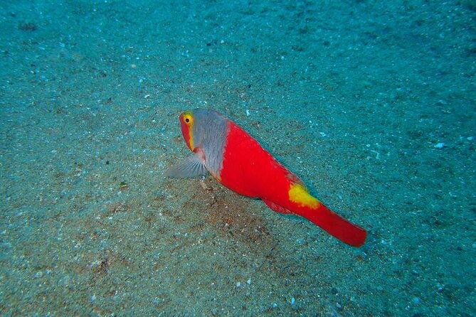 scuba-diving-experience-at-arguineguin-and-puerto-rico