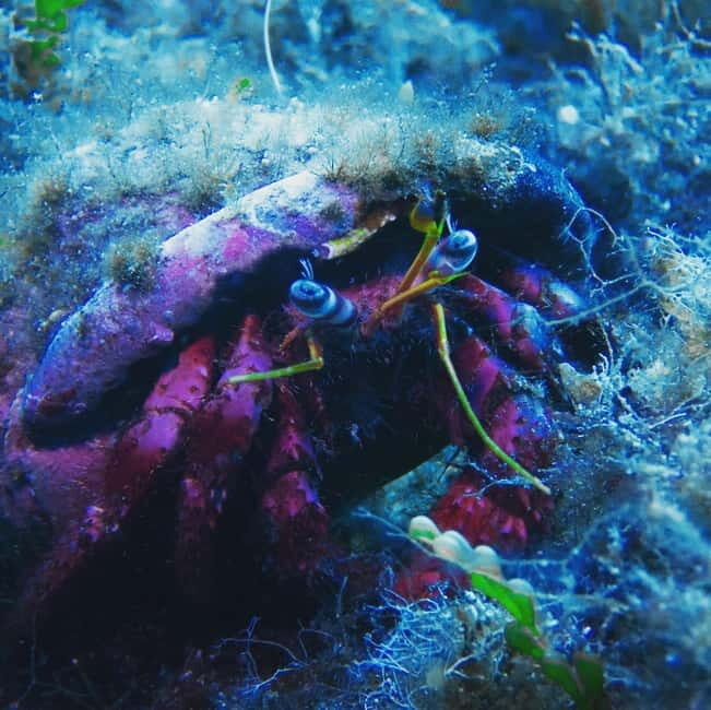Scuba diving experience in La Maddalena : Baptism of the sea - Navigating the Price and Value