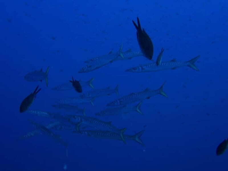 Scuba diving experience in La Maddalena : Baptism of the sea - Authentic Experiences from Review Insights