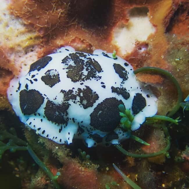 Scuba diving experience in La Maddalena : Baptism of the sea - Final Thoughts
