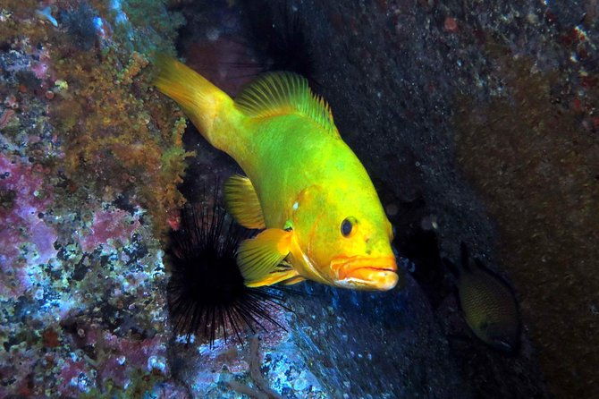 scuba-diving-experience-in-madeira