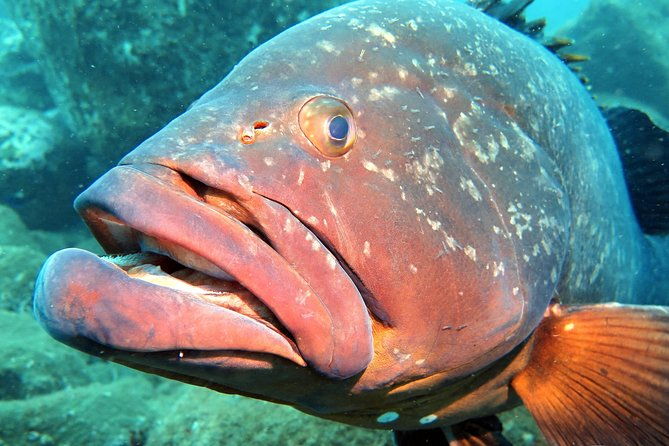 scuba-diving-experience-in-madeira