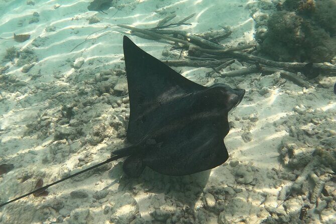 Scuba Diving Experience in Santorini - The Underwater Scenic Highlights