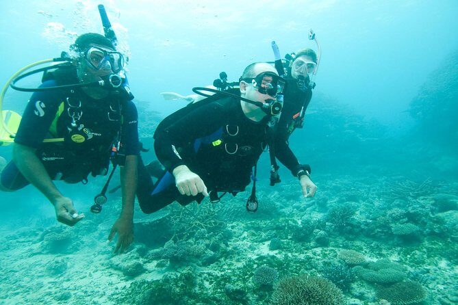 Scuba Diving For Beginners - What You Can Expect from the Sri Lanka Scuba Tour