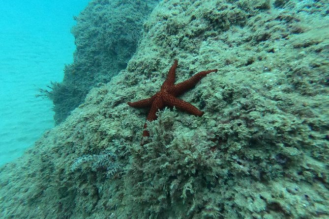 scuba-diving-for-beginners