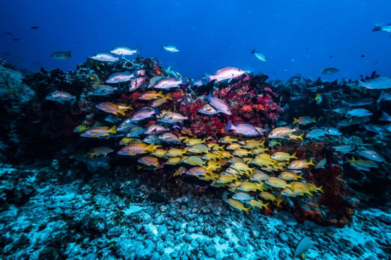 scuba-diving-for-beginners-in-crystal-clear-sea-of-halkidiki