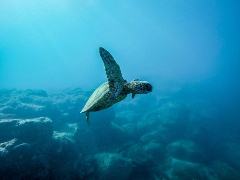 scuba-diving-for-beginners-in-crystal-clear-sea-of-halkidiki