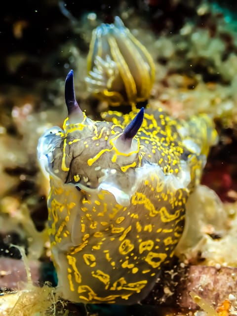 scuba-diving-for-beginners-in-crystal-clear-sea-of-halkidiki