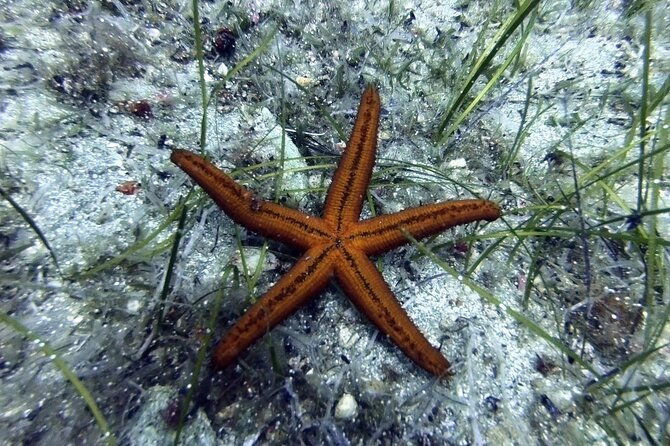 scuba-diving-for-beginners-with-a-padi-instructor-near-heraklion