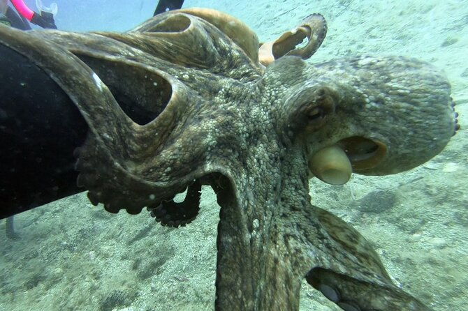 scuba-diving-for-beginners-with-a-padi-instructor-near-heraklion