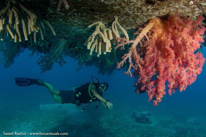 Scuba Diving for Certified Divers - A Closer Look at the Aqaba Dive Experience