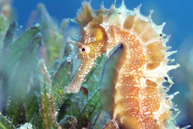 Scuba Diving for Certified Divers - FAQ