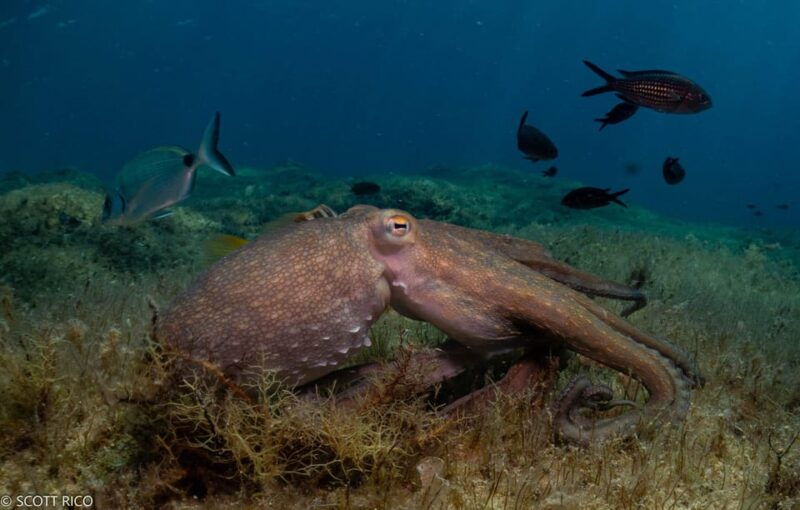 scuba-diving-for-certified-divers-2-dives